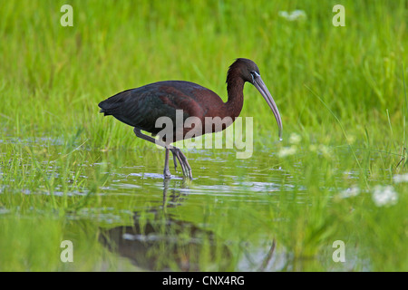 Ibis lucido (Plegadis falcinellus), ritratto, in cerca di cibo, Grecia, Lesbo Foto Stock