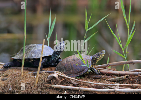 European pond terrapin, testuggine palustre, European pond tartaruga (Emys orbicularis), European pond terrapin e Caspian terrapin (Mauremys caspica), Grecia, Kerkini-See Foto Stock