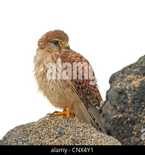 Comune di gheppio (Falco tinnunculus), femmina seduto su una roccia, Isole Canarie Lanzarote Foto Stock