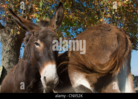 Poitou asino (Equus asinus asinus), e torna in testa, Francia, Poitou-Vende, Charente-Maritime, Insel ri Foto Stock