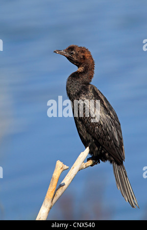 Cormorano pigmeo (Phalacrocorax pygmeus), seduto su un ramo, Grecia, Kerkini-See Foto Stock