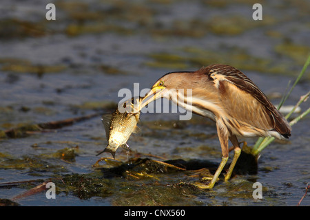 Tarabusino (Ixobrychus minutus), femmina pescare un pesce, Grecia, Kerkini-See Foto Stock