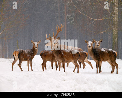 Il cervo (Cervus elaphus), pack permanente al bordo di una coperta di neve la foresta, Germania, Sassonia Foto Stock