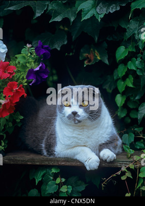 British Shorthair, Scottish Fold (Felis silvestris f. catus), giacente sul pannello di legno Foto Stock