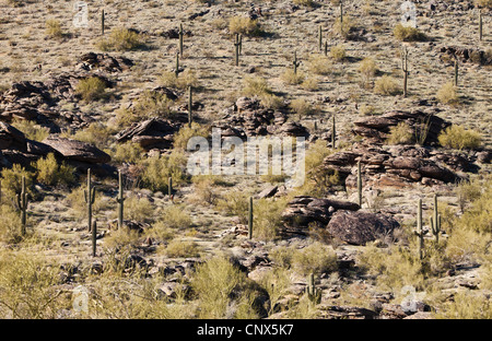 Un paesaggio del deserto in South Mountain Park fuori Phoenix, Arizona, Stati Uniti. Foto Stock