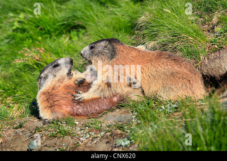 Alpine marmotta (Marmota marmota), due animali in un prato di montagna, Austria, Parco Nazionale Hohe Tauern Foto Stock