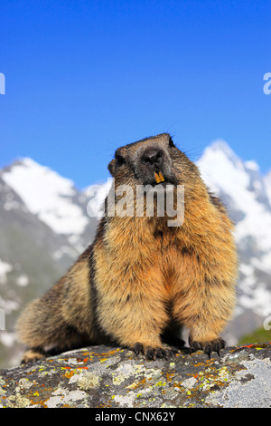 Alpine marmotta (Marmota marmota), seduta su una roccia di fronte vista panoramica del Grossglockner Austria, Parco Nazionale Hohe Tauern Foto Stock