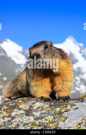 Alpine marmotta (Marmota marmota), seduta su una roccia di fronte vista panoramica del Grossglockner Austria, Parco Nazionale Hohe Tauern Foto Stock