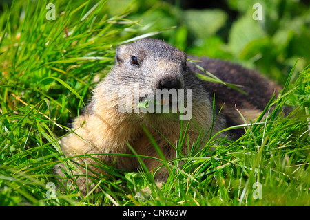 Alpine marmotta (Marmota marmota), bambino seduto in erba, alimentazione, Austria, Parco Nazionale Hohe Tauern Foto Stock