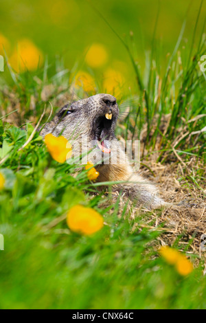 Alpine marmotta (Marmota marmota), capretti sbadigli guardando fuori della fossa in un prato di montagna con renoncules, Austria, Parco Nazionale Hohe Tauern Foto Stock