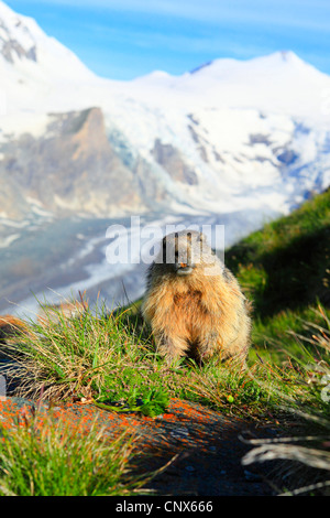 Alpine marmotta (Marmota marmota), in un prato di montagna nella parte anteriore della vista panoramica sulla gamma di montagna e in una valle del ghiacciaio, Austria, Parco Nazionale Hohe Tauern Foto Stock