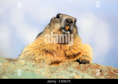 Alpine marmotta (Marmota marmota), seduta su una roccia, Austria, Parco Nazionale Hohe Tauern Foto Stock