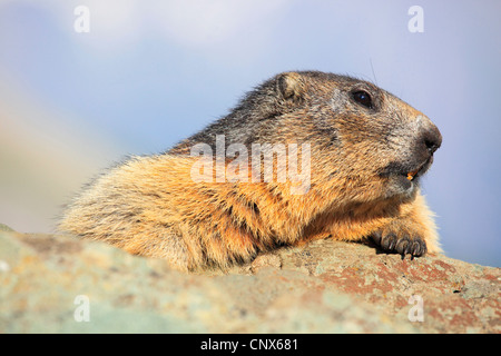 Alpine marmotta (Marmota marmota), seduta su una roccia, Austria, Parco Nazionale Hohe Tauern Foto Stock