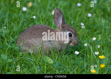 Coniglio europeo (oryctolagus cuniculus), pup in un prato alimentazione, Germania Foto Stock