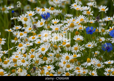 Mayweed profumati, tedesco camomilla, tedesco (mayweed Matricaria chamomilla, matricaria recutita), insieme con la Centaurea cyanus, Fiordaliso, Germania Foto Stock