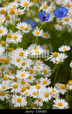 Mayweed profumati, tedesco camomilla, tedesco (mayweed Matricaria chamomilla, matricaria recutita), insieme con la Centaurea cyanus, Fiordaliso, Germania Foto Stock