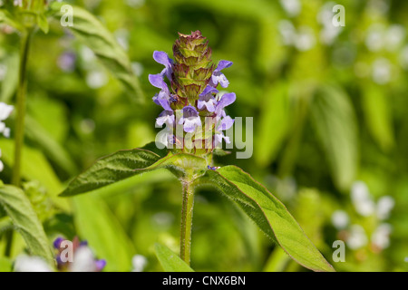 Falegname-erbaccia, guarire tutti e auto-guarire (prunella vulgaris), fioritura, Germania Foto Stock