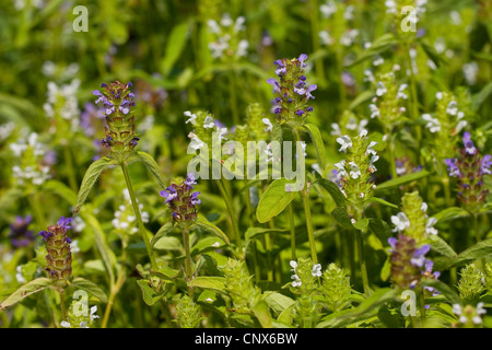 Falegname-erbaccia, guarire tutti e auto-guarire (prunella vulgaris), fioritura, Germania Foto Stock