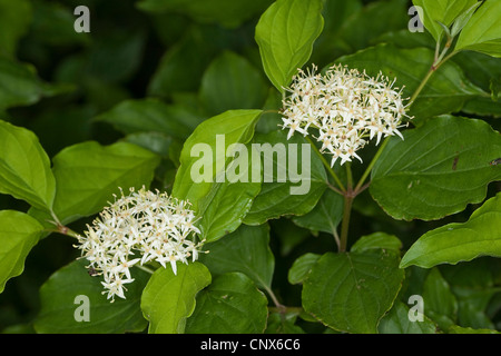 Corniolo, dogberry (Cornus sanguinea), fioritura, Germania Foto Stock