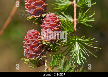 Larice comune, EUROPEE Larice (Larix decidua, Larix europaea), il ramo con coni giovani, Germania Foto Stock