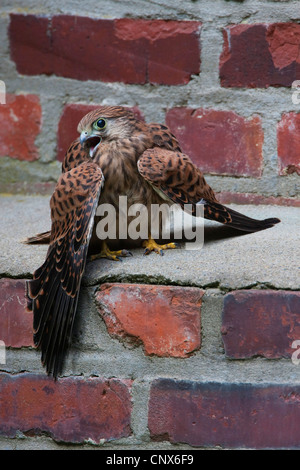 Comune di gheppio (Falco tinnunculus), squeeker su una parete, Germania Foto Stock