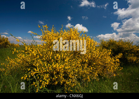 Scotch broom (Cytisus scoparius, Sarothamnus scoparius), fioritura su Dreiborner Hochflaeche , in Germania, in Renania settentrionale-Vestfalia, Eifel National Park Foto Stock