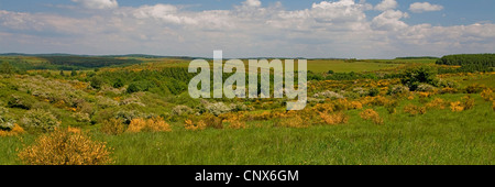 Scotch broom (Cytisus scoparius, Sarothamnus scoparius), fioritura su Dreiborner Hochflaeche , in Germania, in Renania settentrionale-Vestfalia, Eifel National Park Foto Stock