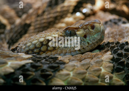 Legname rattlesnake (Crotalus horridus), ritratto Foto Stock