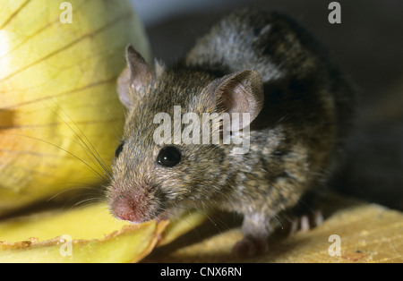 Casa mouse (Mus musculus), alimentando in un armadietto di cibo, Germania Foto Stock