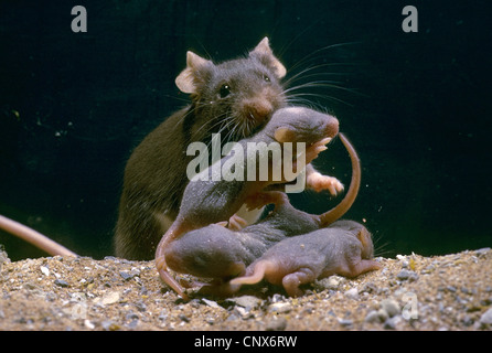 Casa mouse (Mus musculus), con il novellame, Germania Foto Stock