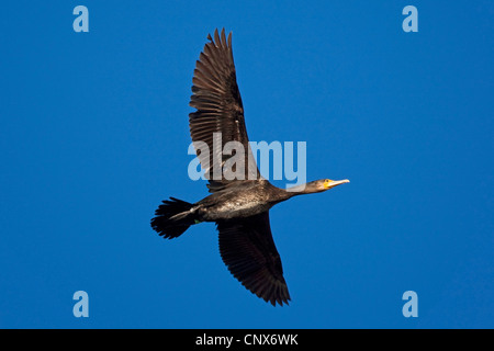 Cormorano (Phalacrocorax carbo), volare, Germania Foto Stock