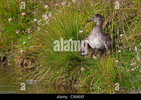 Verde-winged teal (Anas crecca), femmina mantenendo calda i suoi pulcini, Germania Foto Stock