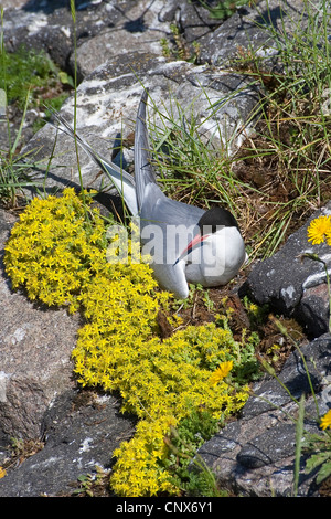 Arctic Tern (sterna paradisaea), allevamento sul suo nido, Germania Foto Stock