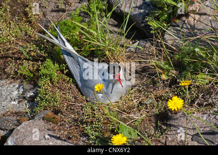 Arctic Tern (sterna paradisaea), allevamento sul suo nido, Germania Foto Stock