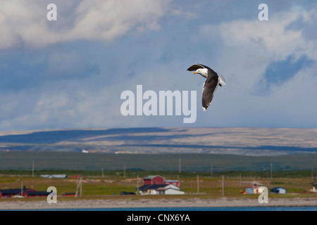 Maggiore nero-backed gull (Larus marinus), im societé Flug, Paesi Bassi Foto Stock