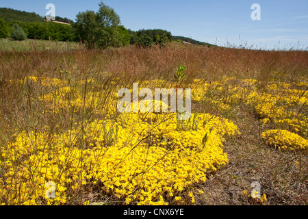 Stonecrop comune, mordere stonecrop, mossy stonecrop, parete di pepe, oro-moss (Sedum acre), crescendo di sabbia sul prato ruvida, Germania Foto Stock