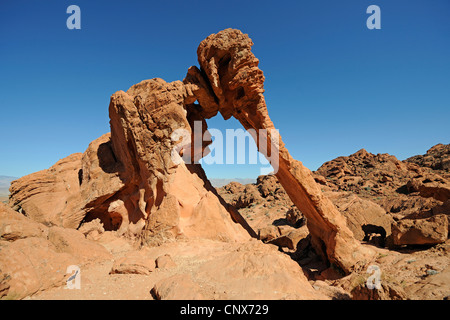 Elephant Rock nella luce della sera, STATI UNITI D'AMERICA, Nevada, la Valle del Fuoco Foto Stock