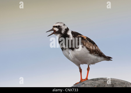 Voltapietre (Arenaria interpres), con colorazioni di allevamento, Germania Foto Stock