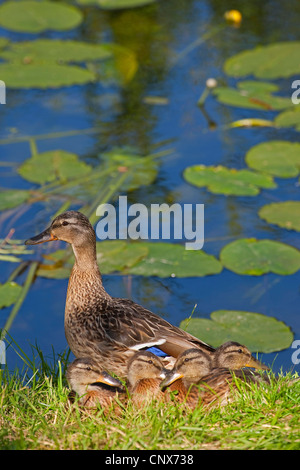 Il germano reale (Anas platyrhynchos), femmina con pulcini sul waterfornt, Germania Foto Stock