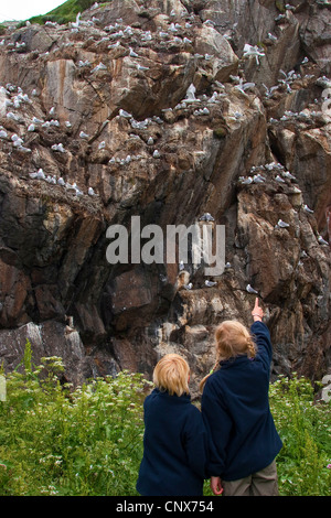 Nero-zampe (kittiwake Rissa tridactyla, Larus tridactyla), bambini guardare la colonia di allevamento, la Germania, l'isola di Helgoland Foto Stock