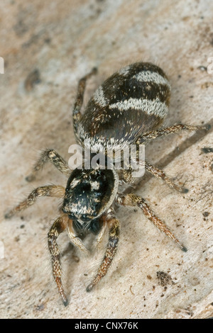 Zebra jumper (Salticus scenicus), strisciando, Germania Foto Stock