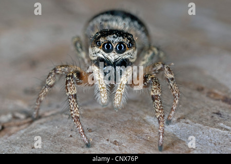 Zebra jumper (Salticus scenicus), ritratto, Germania Foto Stock