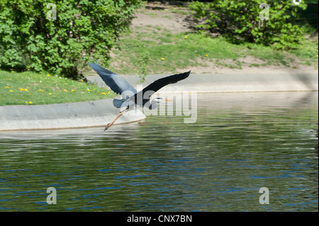 Airone cinerino (Ardea cinerea] vola su stagno Fischreiher fliegt über Teich Foto Stock