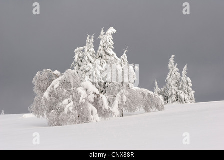 Coperte di neve paesaggio invernale con gruppi di alberi in una pianura, in Germania, in Renania settentrionale-Vestfalia, Sauerland Foto Stock