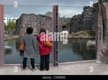 Orso polare (Ursus maritimus), l'uomo in piedi presso il ghiaccio polare enclosure Foto Stock