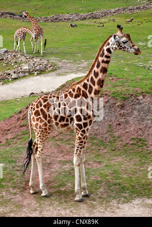 Giraffe (Giraffa camelopardalis), tre giraffe allo zoo Foto Stock