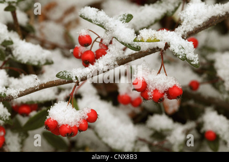 Cotoneaster (Cotoneaster spec.), piccolo-leaf cotoneaster frutti con la neve Foto Stock