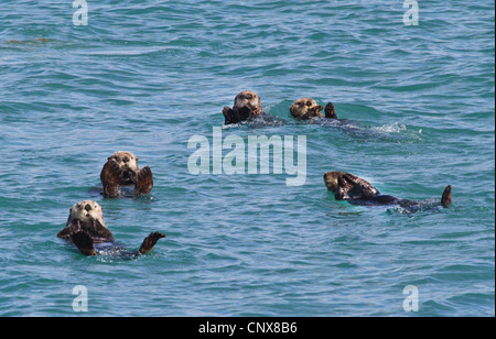 Sea Otter (Enhydra lutris), gruppo nuoto sulle loro spalle, STATI UNITI D'AMERICA, Alaska, Parco Nazionale di Glacier Bay Foto Stock