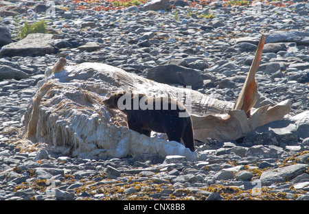 Orso bruno Orso grizzly (Ursus arctos horribilis), alimentazione da una balena cadavere giacente su una spiaggia sassosa, STATI UNITI D'AMERICA, Alaska, Parco Nazionale di Glacier Bay Foto Stock