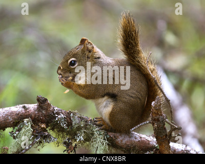 Eastern scoiattolo rosso scoiattolo rosso (Tamiasciurus hudsonicus), seduto su un ramo ricoperta con il lichen, Canada, British Columbia, il Parco Nazionale di Glacier Bay Foto Stock